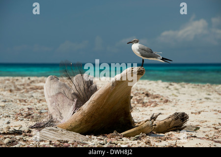 Belize, il Mare dei Caraibi, Stann Creek quartiere nei pressi di Plasencia. Ridendo Bird Caye parco nazionale situato sul Belize Barriera Corallina. Foto Stock