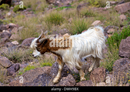 Una capra di montagna nel Toubkal National Park in Alto Atlante del Marocco Foto Stock