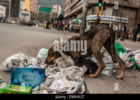 Cane randagio in strada Foto Stock