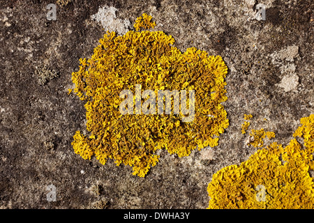 Dettaglio del giallo crustose licheni crescono su calcestruzzo Foto Stock
