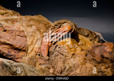 La Groenlandia, Capitol city di Nuuk. La Groenlandia Museo Nazionale, Qilakitsoq mummie. Foto Stock