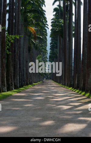 Il Jardim Botanico di Rio de Janeiro Foto Stock