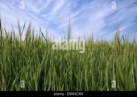 Un verde vibrante campo di grano con cielo blu venato di nuvole Foto Stock