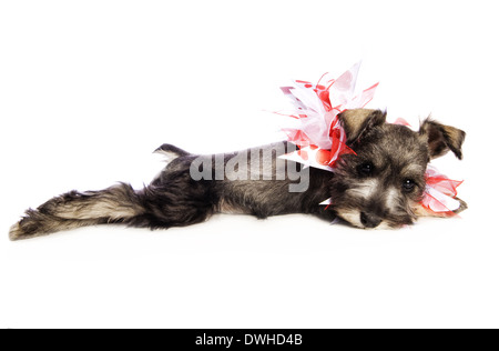 Miniatura adorabile cucciolo Schnauzer sdraiato indossando il bianco e il rosso cuore collana isolati su sfondo bianco Foto Stock