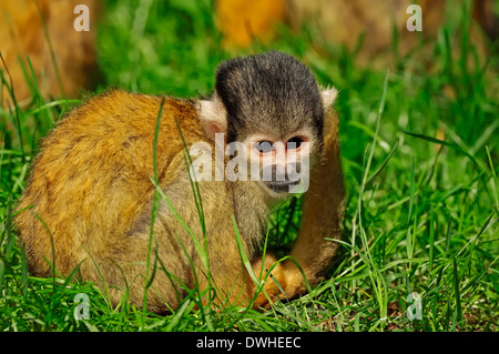 Boliviano della Scimmia di scoiattolo o nero-capped Scimmia di scoiattolo (Saimiri boliviensis) Foto Stock