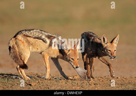 Una coppia di black-backed sciacalli (Canis mesomelas) mangiando una colomba, deserto Kalahari, Sud Africa Foto Stock