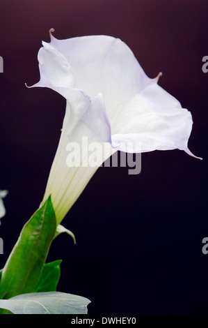 Angelo tromba, Roverella, Thorn-Apple sacro Datura, Jimson Weed, Indian Apple, o Moonflower (Datura inoxia) Foto Stock