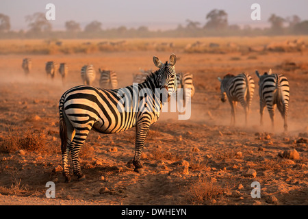 Le pianure zebre (Equus burchelli) in inizio di mattina di polvere, Amboseli National Park, Kenya Foto Stock