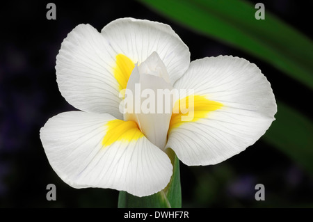 Juno (Iris Iris magnifica var. alba, Juno magnifica var. alba) Foto Stock