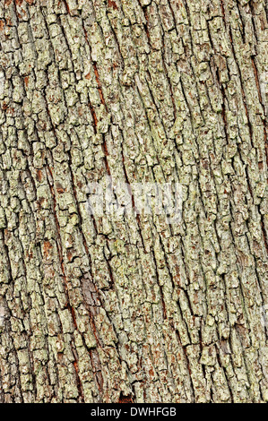 Struttura di servizio o Checkree(Sorbus domestica), corteccia Foto Stock