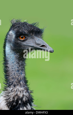 Emu (Dromaius novaehollandiae) Foto Stock