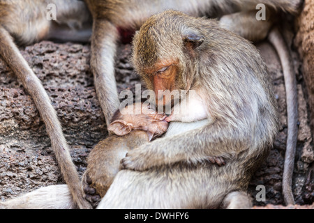 Baby monkey è drinnking whit sua madre Foto Stock