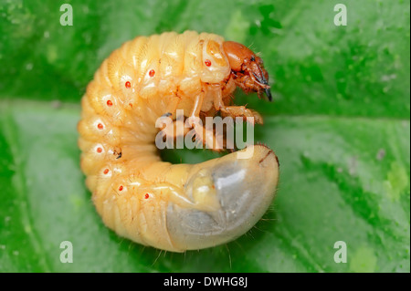 Cockchafer comuni o possono Bug (Melolontha melolontha), larva, Nord Reno-Westfalia, Germania Foto Stock