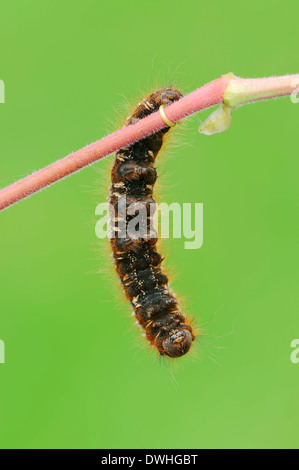 Bevitore Tarma (Philudoria potatoria, Euthrix potatoria), Caterpillar, Nord Reno-Westfalia, Germania Foto Stock