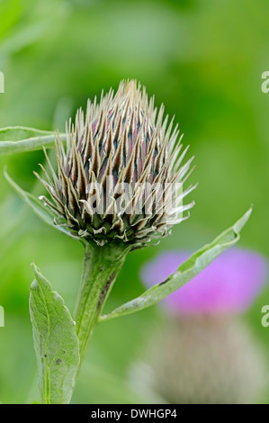 Rosa laurea pulsante (Centaurea pulcherrima) Foto Stock