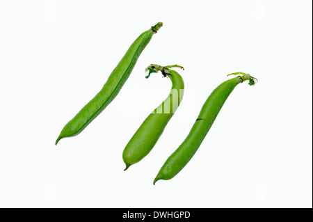 Fava, Fava, Faba Bean, Horse Bean, Field bean o bean Tic (Vicia faba), cialde Foto Stock