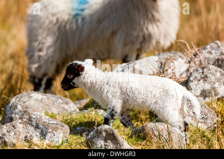 Pecore e agnelli nella palude Taw, Parco Nazionale di Dartmoor, Belstone, West Devon, Inghilterra, Regno Unito, Europa. Foto Stock