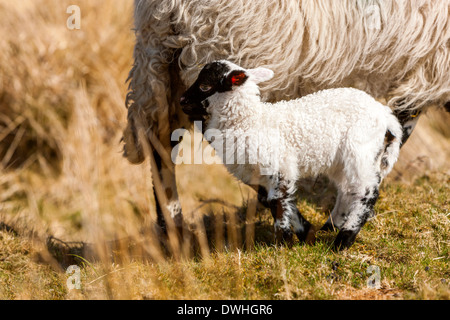 Pecore e agnelli nella palude Taw, Parco Nazionale di Dartmoor, Belstone, West Devon, Inghilterra, Regno Unito, Europa. Foto Stock