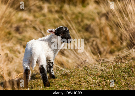 Agnello in palude Taw, Parco Nazionale di Dartmoor, Belstone, West Devon, Inghilterra, Regno Unito, Europa. Foto Stock