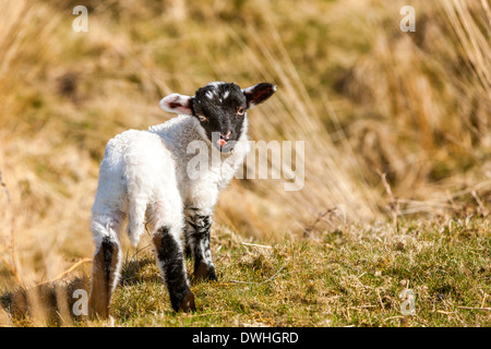 Agnello in palude Taw, Parco Nazionale di Dartmoor, Belstone, West Devon, Inghilterra, Regno Unito, Europa. Foto Stock