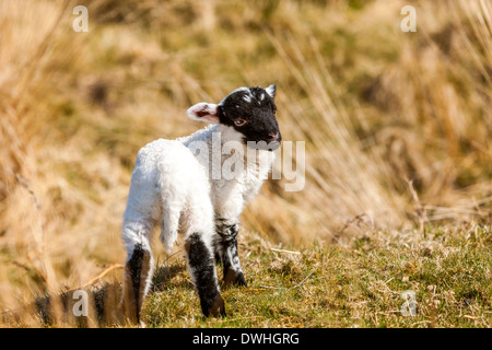 Agnello in palude Taw, Parco Nazionale di Dartmoor, Belstone, West Devon, Inghilterra, Regno Unito, Europa. Foto Stock