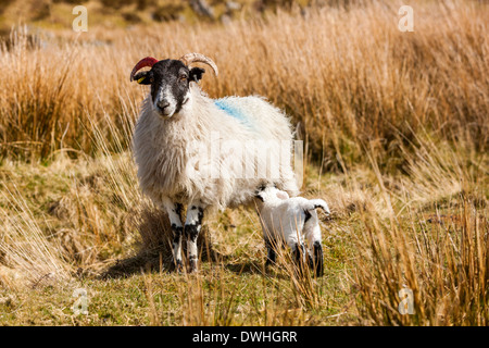 Pecore e agnelli nella palude Taw, Parco Nazionale di Dartmoor, Belstone, West Devon, Inghilterra, Regno Unito, Europa. Foto Stock