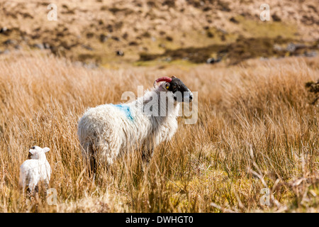 Pecore e agnelli nella palude Taw, Parco Nazionale di Dartmoor, Belstone, West Devon, Inghilterra, Regno Unito, Europa. Foto Stock