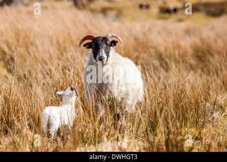 Pecore e agnelli nella palude Taw, Parco Nazionale di Dartmoor, Belstone, West Devon, Inghilterra, Regno Unito, Europa. Foto Stock