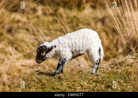 Agnello in palude Taw, Parco Nazionale di Dartmoor, Belstone, West Devon, Inghilterra, Regno Unito, Europa. Foto Stock