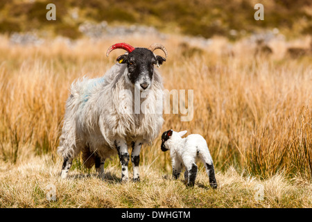 Pecore e agnelli nella palude Taw, Parco Nazionale di Dartmoor, Belstone, West Devon, Inghilterra, Regno Unito, Europa. Foto Stock