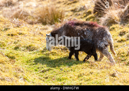 Pecore e agnelli nella palude Taw, Parco Nazionale di Dartmoor, Belstone, West Devon, Inghilterra, Regno Unito, Europa. Foto Stock