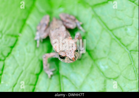 Il rospo comune o il rospo europea (Bufo bufo), i capretti della Renania settentrionale-Vestfalia, Germania Foto Stock