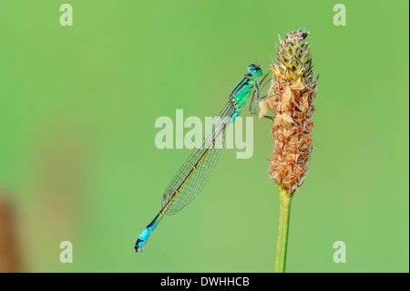 Blu-tailed Damselfly, Ischnura Comune o Comune (Bluetail Ischnura elegans), maschio, Renania settentrionale-Vestfalia, Germania Foto Stock