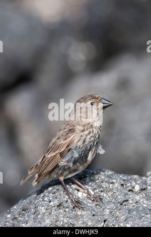 Galapagos Ground-Finch medio Foto Stock