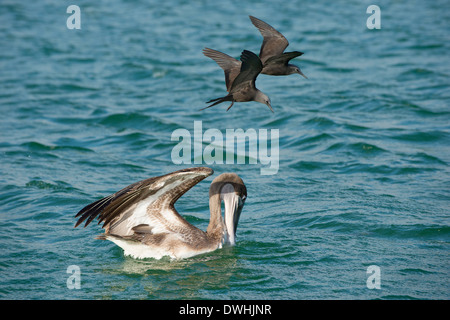 Galapagos Pellicano marrone Foto Stock