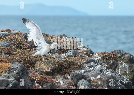Swallow-tailed Gull Foto Stock