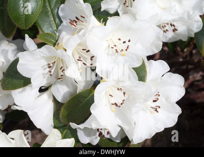 Fiori bianchi del nano sempreverde arbusto di rododendro Snow Lady, da Cilatum x Leucaspis Foto Stock