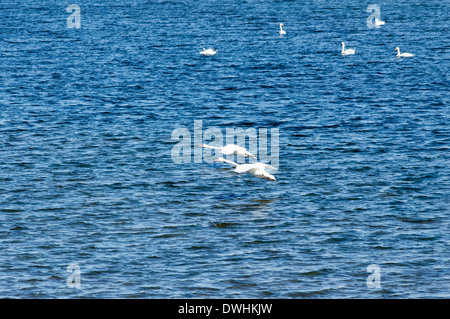 Swan atterraggio su acqua - Fiume Olt Foto Stock