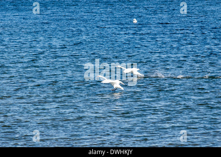 Swan atterraggio su acqua - Fiume Olt Foto Stock