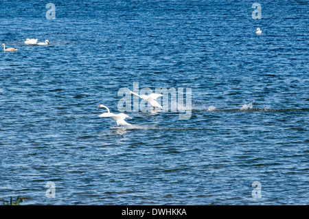 Swan atterraggio su acqua - Fiume Olt Foto Stock