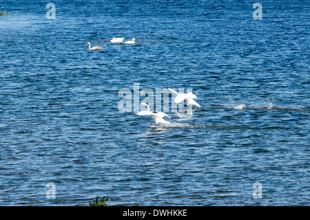 Swan atterraggio su acqua - Fiume Olt Foto Stock