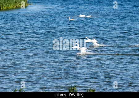 Swan atterraggio su acqua - Fiume Olt Foto Stock