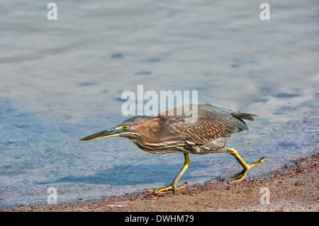 Butorides striata Foto Stock