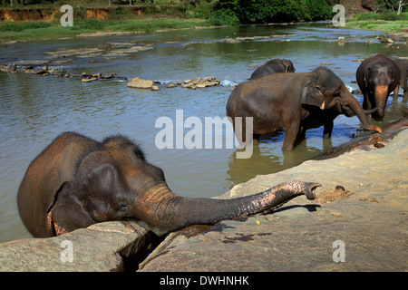 Gli elefanti la balneazione nel fiume a Pinnawala l'Orfanotrofio degli Elefanti Foto Stock