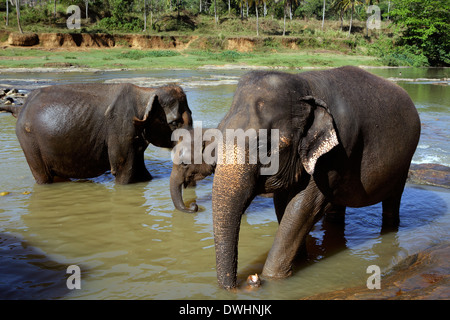 Gli elefanti la balneazione nel fiume a Pinnawala l'Orfanotrofio degli Elefanti Foto Stock