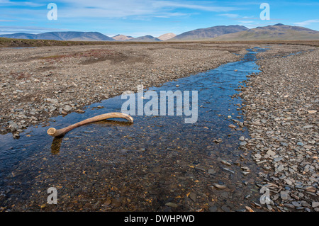 Mammoth Brosmio - Isola di Wrangel, dubbia Village Foto Stock