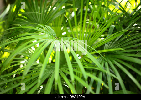 Verde di foglie di palma nella giungla Foto Stock