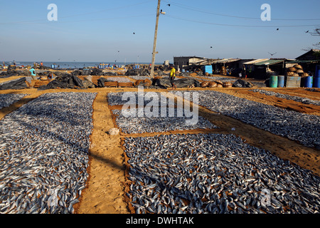 Essiccazione di pesce sotto un caldo sole a Negombo, Sri Lanka Foto Stock