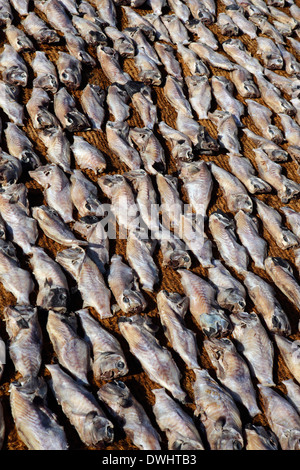 Essiccazione di pesce sotto un caldo sole a Negombo, Sri Lanka Foto Stock