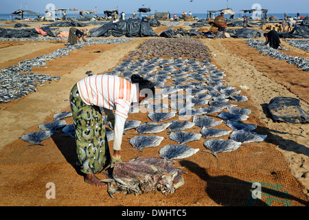 La donna posa di pesci fuori ad asciugare sotto un caldo sole a Negombo, Sri Lanka Foto Stock